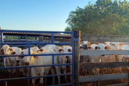 Polícia Civil de Quirinópolis recupera 19 cabeças de gado furtadas
